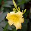 Hemerocallis Butterpat